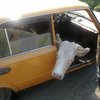 Винницкий вор пытался увести похищенную корову в "Жигулях"