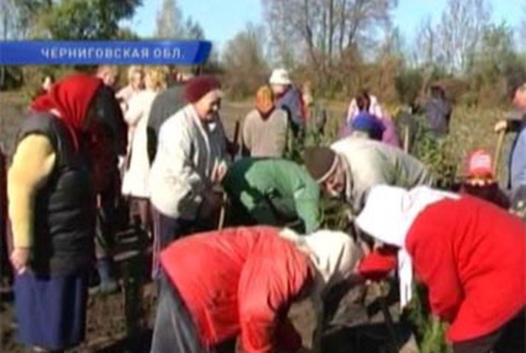 Пенсионеры хутора на Черниговщине взялись за обустройство родного села