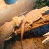 В зооэкзотариуме Тулы устроят звериную Олимпиаду