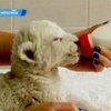 Мексиканский зоопарк пополнился двумя белыми львятами