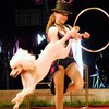 В Казахстане после выступления сбежал пудель в цирковом наряде
