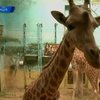 Парижский зоопарк проводит масштабную реконструкцию