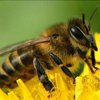 В Ивано-Франковской области мужчина умер от укусов пчел