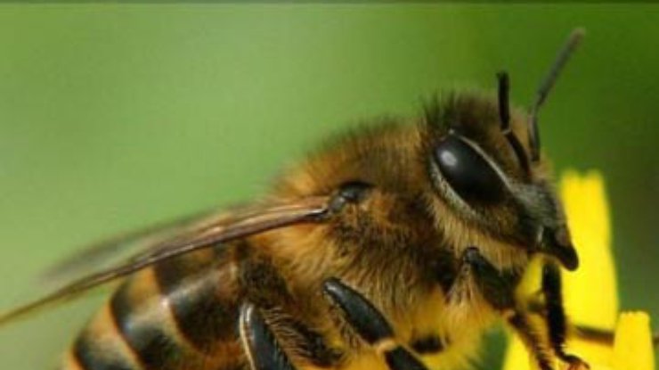 В Ивано-Франковской области мужчина умер от укусов пчел