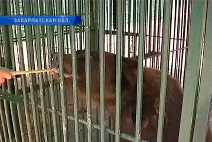 На Закарпатье медведей реабилитируют после зверств людей