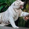 В Чили белый тигр напал на сотрудника зоопарка