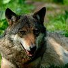 Впервые за последние 200 лет в Германии появился дикий волк