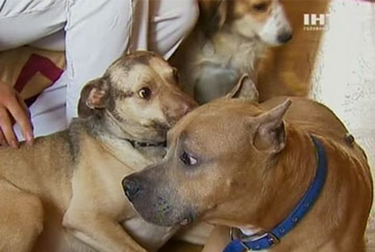 Депутаты хотят ужесточить правила содержания собак