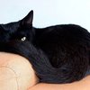 Российские зэки превратили кошку в наркокурьера