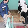 МЧСники спасли корову, загнанную кавалером на 5 этаж хрущевки