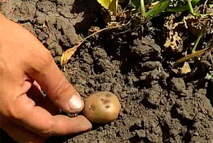 Рекордная жара нанесла весомый урон урожаю картофеля
