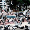 Аргентинский чиновник предложил кормить школьников голубями