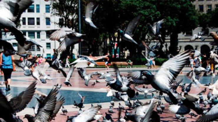 Аргентинский чиновник предложил кормить школьников голубями