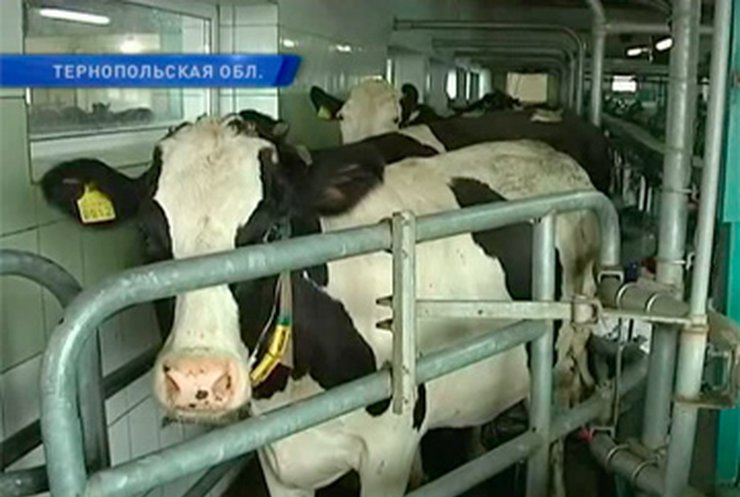 На Тернопольской ферме коров доят под джаз
