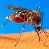 В США вспышка лихорадки унесла жизни 26 человек