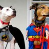 В Италии наградили собак-героев, спасших своих хозяев