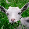С сорняками в Японии будут бороться с помощью коз
