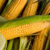 На Закарпатье жук повредил половину посевов кукурузы