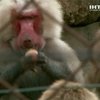 В зоопарке Уругвая случился настоящий бэби-бум среди бабуинов