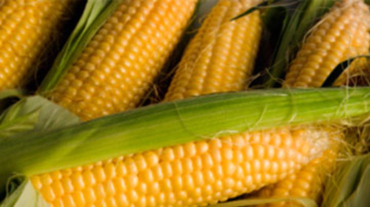 На Закарпатье жук повредил половину посевов кукурузы