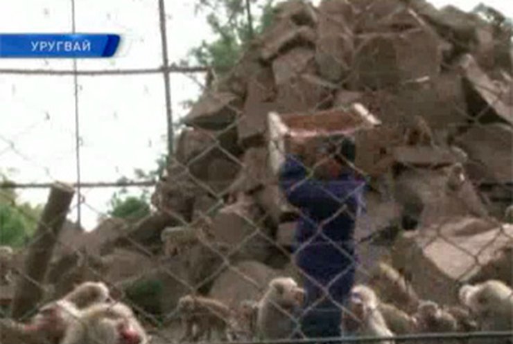 Уругвайский зоопарк переполнился бабуинами