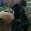 Панда из зоопарка Вашингтона ожидает потомство