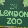 В Лондонском зоопарке проверяют здоровье животных взвешиванием