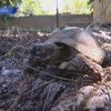 В Израиле черепахи оказались под угрозой вымирания