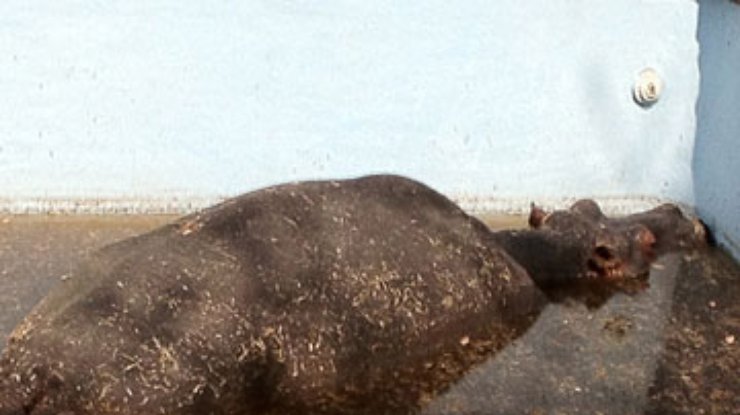 В ЮАР бегемот застрял в плавательном бассейне (фото)
