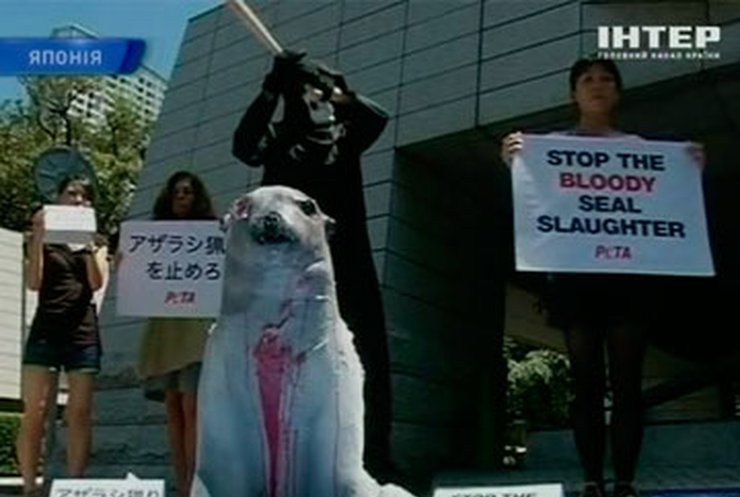 Японцы протестуют против убийств морских котиков
