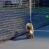 Поединок US Open был прерван из-за выбежавшей белки
