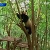 В Сингапур из Китая привезут двух гигантских панд