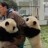 Пекин одолжил Сингапуру двух гигантских панд
