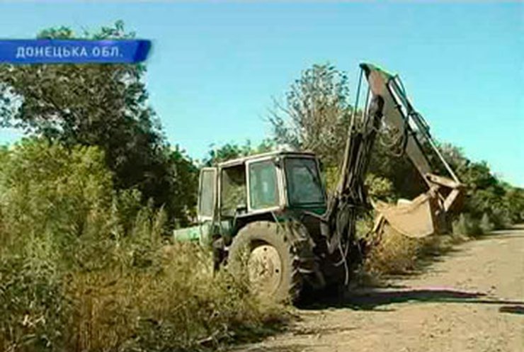 В Донецкой области обнаружены четыре гектара конопли