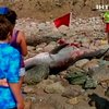 На пляж Роуд-Айленд вынесло искалеченное тело белой акулы