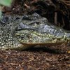 В Казахстане на детской площадке обнаружили крокодила и питона