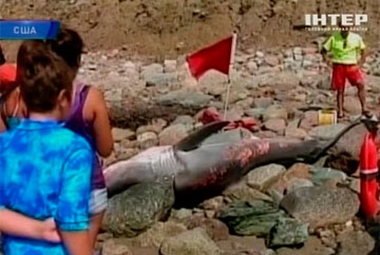 На пляж Роуд-Айленд вынесло искалеченное тело белой акулы