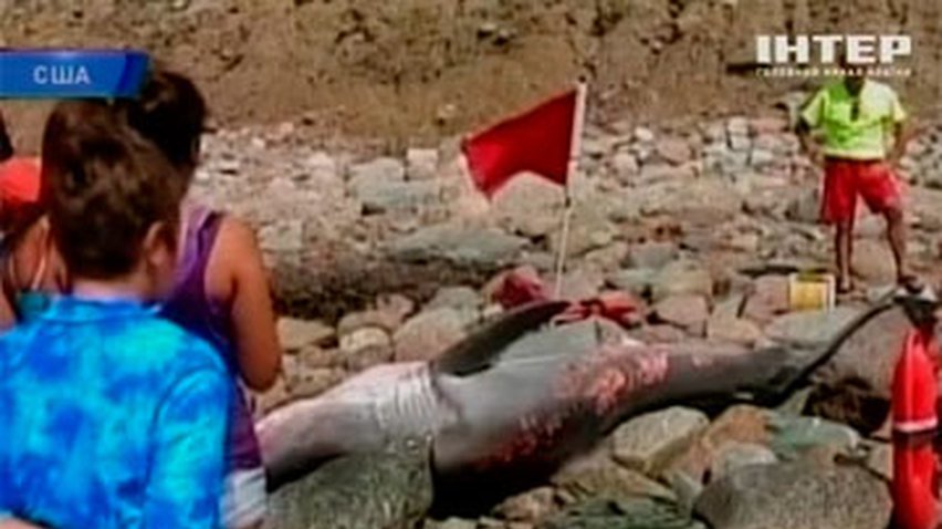 На пляж Роуд-Айленд вынесло искалеченное тело белой акулы