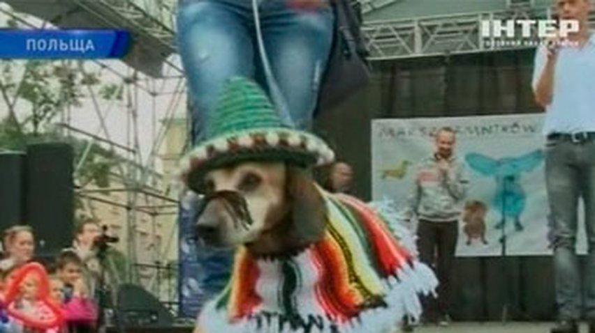 В Кракове проходит традиционный парад охотничьих собак