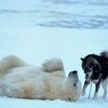 В зоопарке на Аляске проведут выборы президента