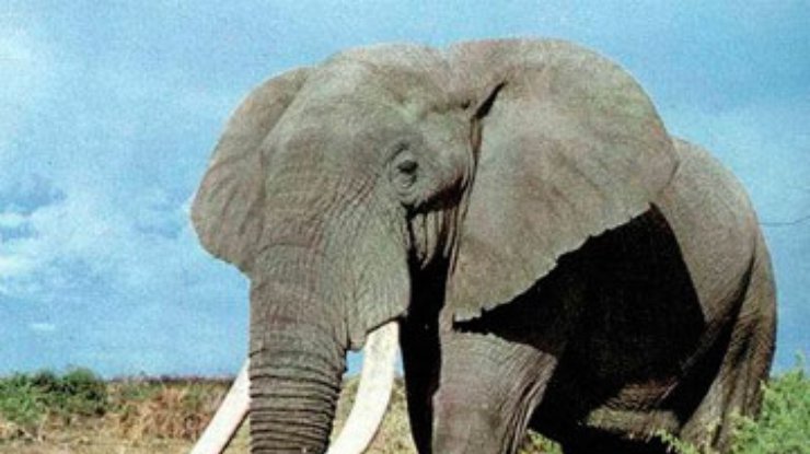 Кения строит гигантскую изгородь против слонов