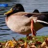 В Германии установилась самая высокая за столетие температура
