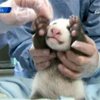 Новорожденная панда из зоопарка Сан-Диего оказалась мальчиком