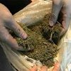 На Житомирщине изъяли 7 килограмм марихуаны