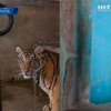 Таец выращивал тигров на крыше своего дома