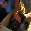 Итальянские пограничники задержали контрабанду черепах