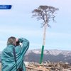 В Японии дерево станет памятником воли к жизни
