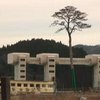Уцелевшее после цунами дерево станет символом жизни в Японии