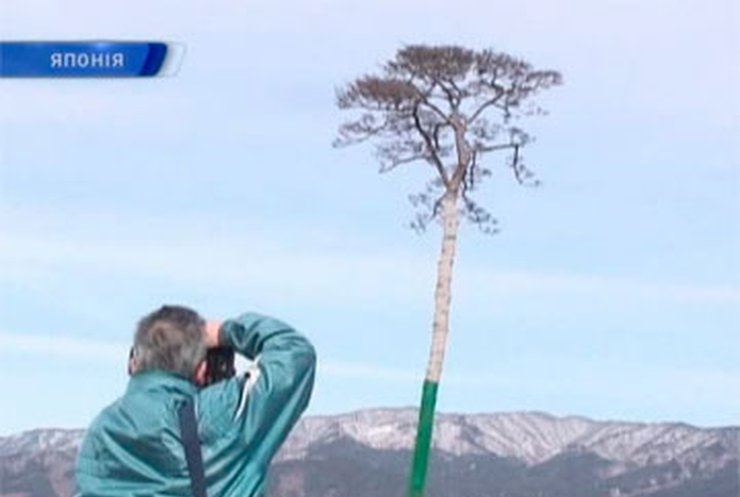 В Японии дерево станет памятником воли к жизни