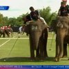 В Таиланде начались соревнования по поло на слонах